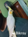 Lutino tem cockatiel
